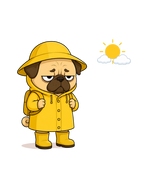 Grumpy Pug In Yellow Raincoat Sunny Day Funny Dog Meme