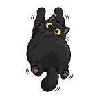 Fluffy Black Cat