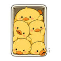 Packed Baby Chicks